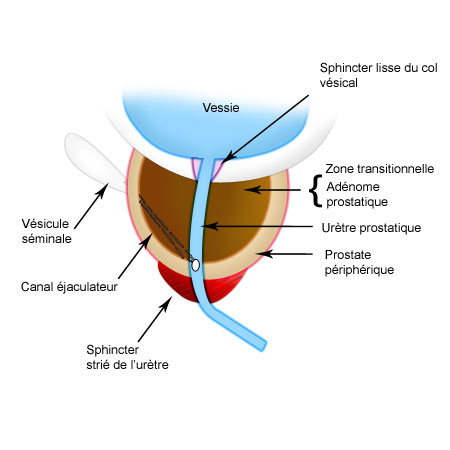 L' urètre masculin : anatomie descriptive et pathologie